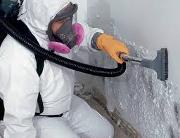 Best Black Mold Removal  in Johnson City, NY